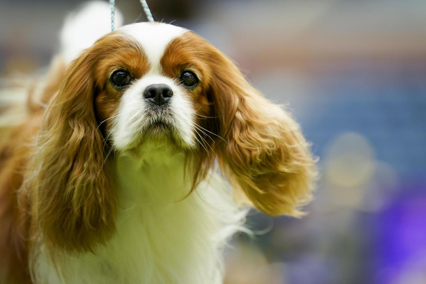 King arthur dog shop breed
